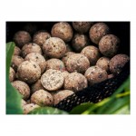 Протеинови топчета Nutty Scopex 20 мм - 800 г SB1628 - Select Baits